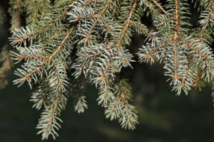 Jedle bělokorá – Abies alba – jeden z ohrožených druhů (foto ČSOP)