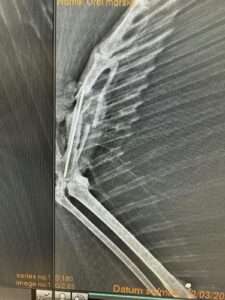 Rentgenový snímek křídla orla mořského postřeleného pytlákem (foto ZS Vlašim)
