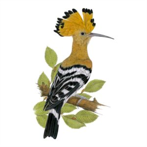 Maskotem Domu přírody je jeden z našich nejkrásnějších ptáků – dudek chocholatý (obrázek z webu AOPK)