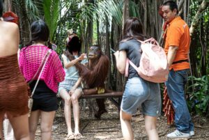 Za nějakou sumu orangutan sedá turistům na klín a dává jim pusu (foto Lucie Čižmářová)