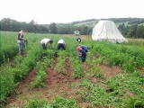 Dobrovolníci se zabývají například stavbou přístřešků či ohrad nebo různými sezónními pracemi na poli i v lese (foto Ondřej Grover)