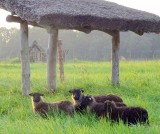 Keltský skanzen v Nasavrkách - „biosekačky Bé“