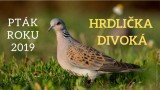 Ptákem roku 2019 se stala hrdlička divoká (birdlife.cz)